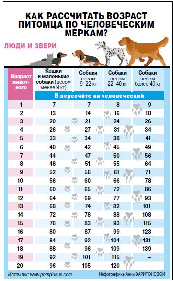 Как рассчитать возраст собаки и кошки по человеческим меркам? |  Вопрос-ответ | АиФ Аргументы и факты в Беларуси
