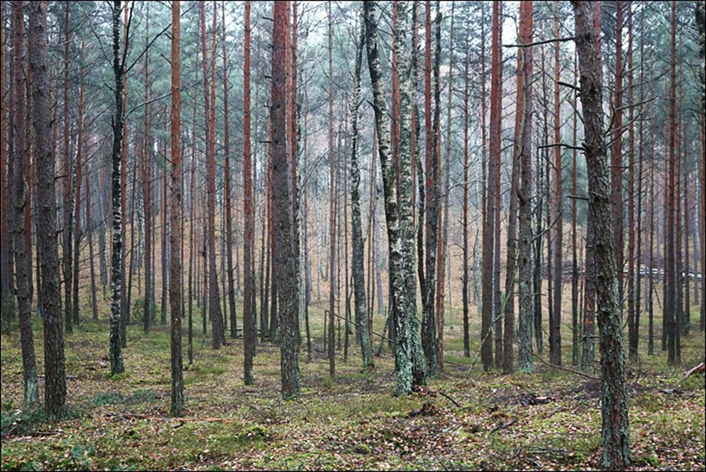 Высокие дюны заказника на заднем плане.