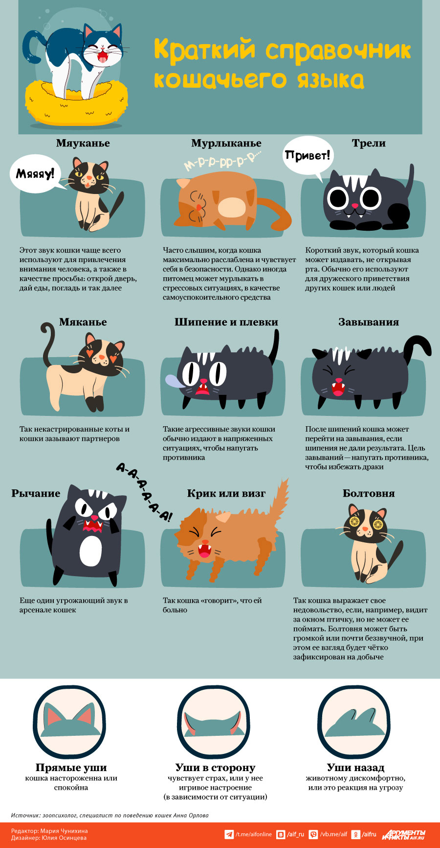 Как понять, о чём «говорит» ваша кошка? | Вопрос-ответ | АиФ Аргументы и  факты в Беларуси