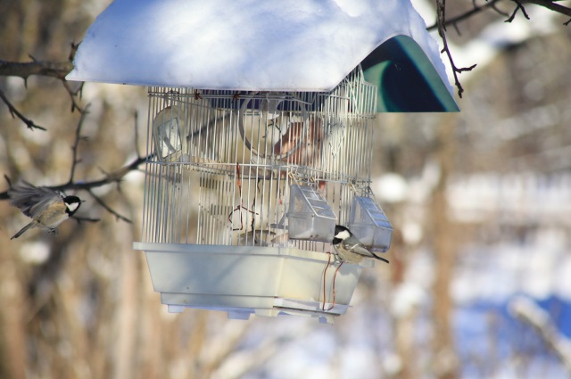 большая синица