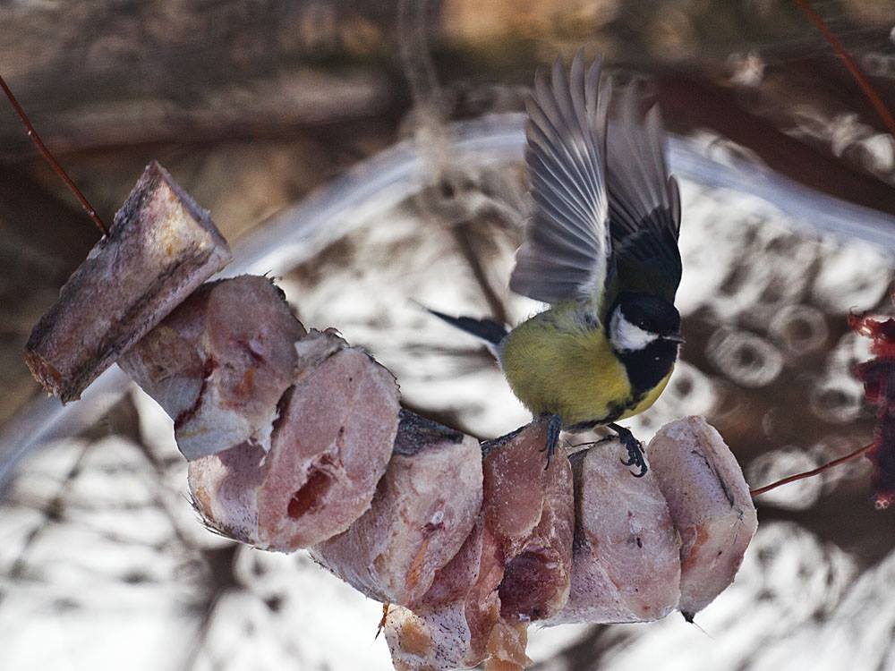 большая синица