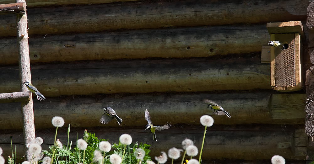 большая синица