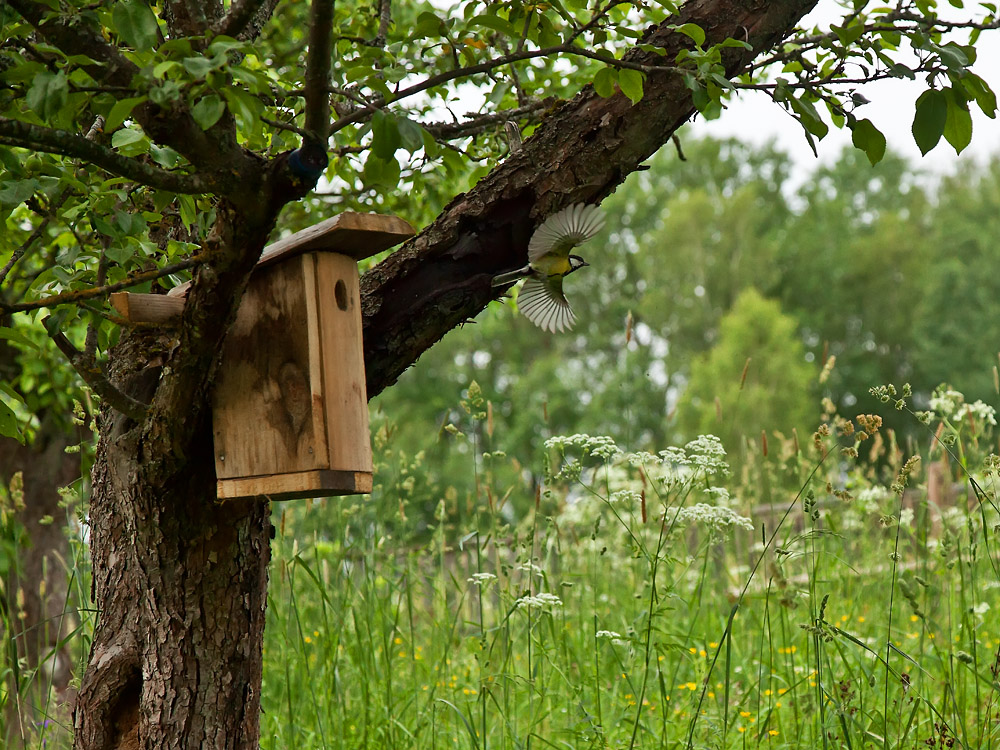 большая синица