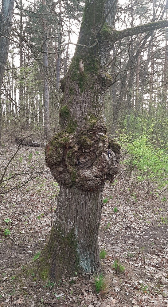деревья
