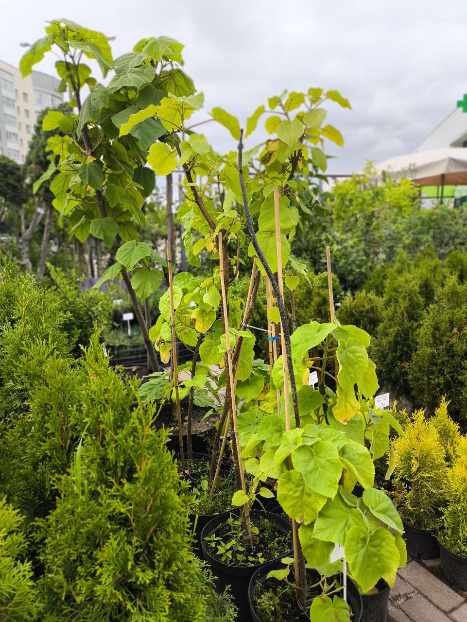 В питомниках стоимость одного саженца павловнии (высотой от 5 до 15 см), перезимовавшего и хорошо укоренившегося с закрытой корневой системой и готового к высадке, стоит около 40 рублей. А двухлетки (трехлетки и более) под оптовый заказ можно приобрести по цене от 80 руб. с доставкой по Беларуси и СНГ.