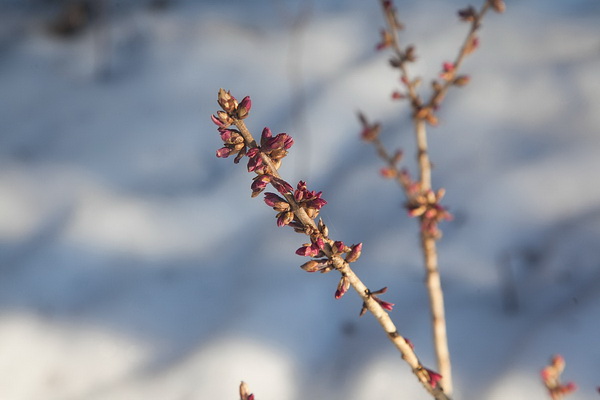 волчье лыко