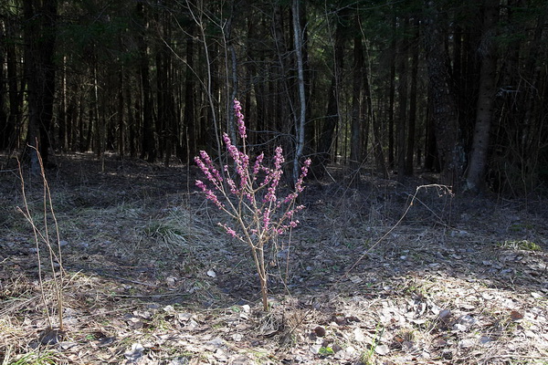 волчье лыко