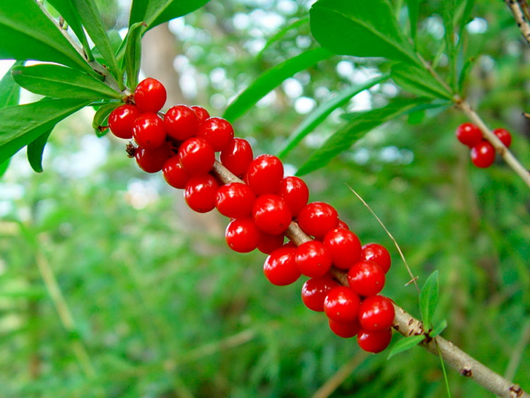 волчье лыко