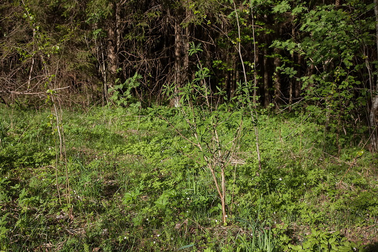 волчье лыко