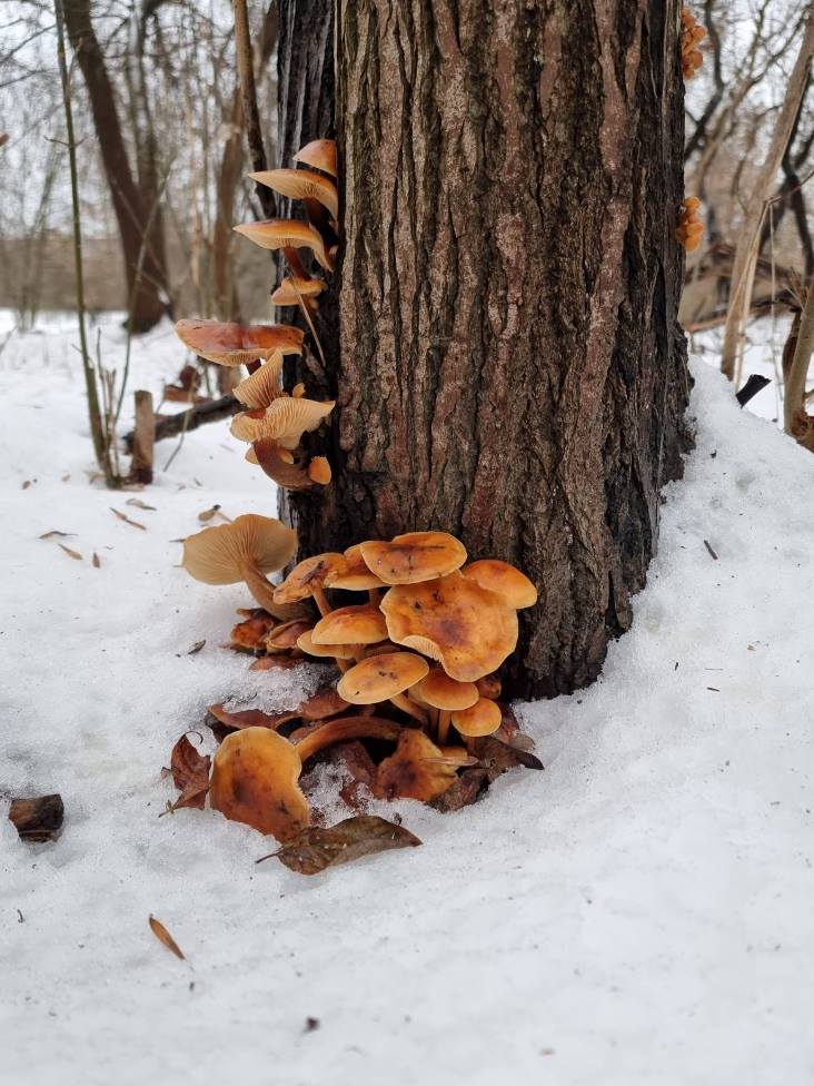 грибы зимой