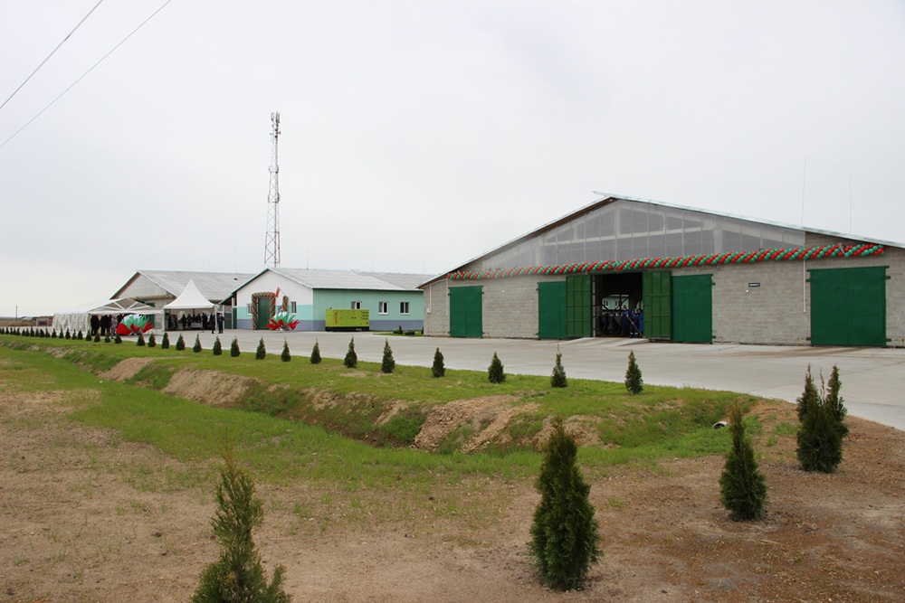 Современная «фабрика молока» в деревне Ставок.