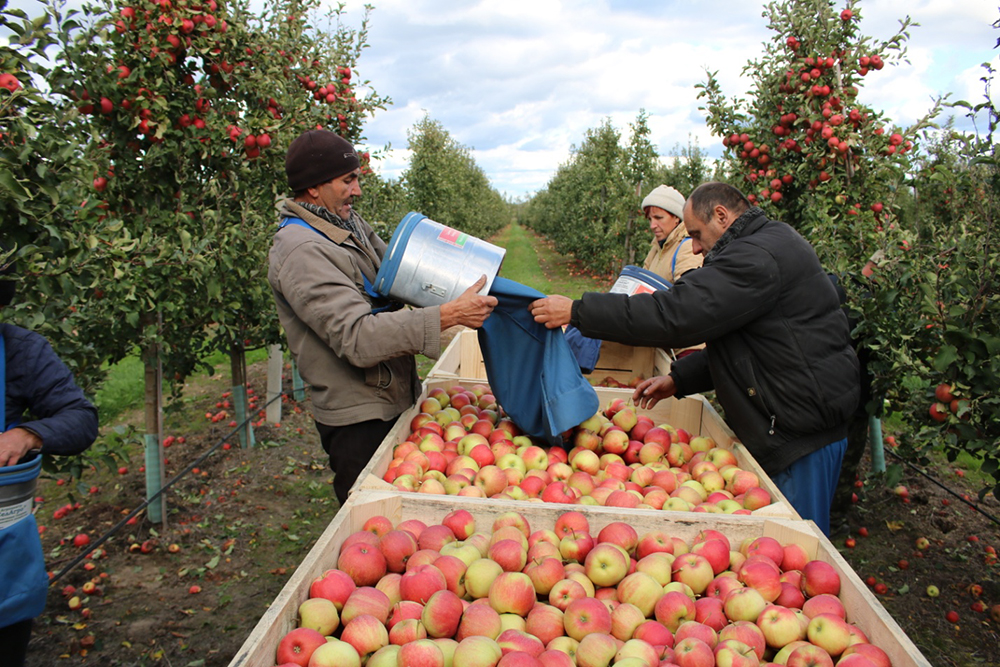 В крупнейшем фермерском хозяйстве пинчука Михаила Середича выращиваются яблоки. Опытный садовод входит в состав Республиканского экспертного совета по садоводству при Минсельхозпроде.